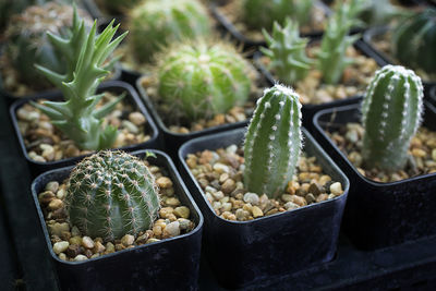 High angle view of succulent plant