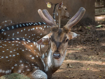 Portrait of deer