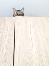 Low angle view of cat on closet at home