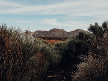 Plants growing on land against sky