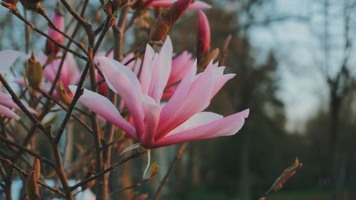 Close-up of pink flowering plant