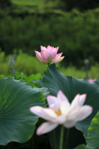 Close-up of pink lotus water lily