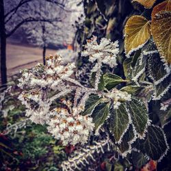 Close-up of frozen plant during winter