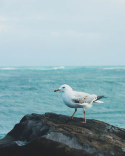 Seagull perching on rock by sea against sky