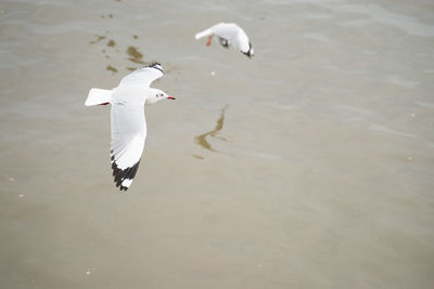 High angle view of seagulls flying over lake