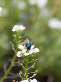 Close-up of insect on flower