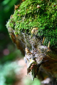 Close-up of insect on plant