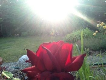 Sun shining through plants