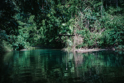 Scenic view of lake in forest