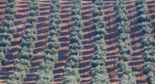 Full frame shot of pine tree