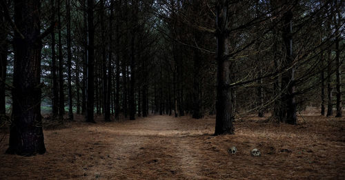 Dirt road amidst trees in forest
