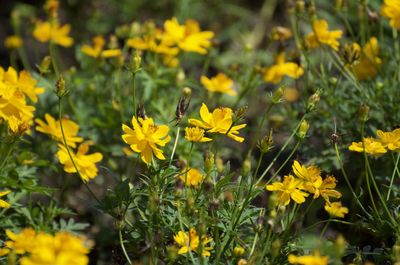 Close-up of yellow flowering plants on field