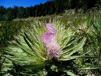 Close-up of thistle blooming on field