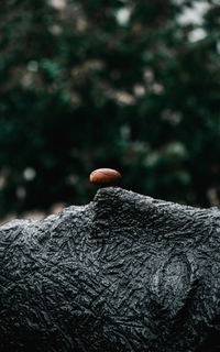 Close-up of mushroom growing on land