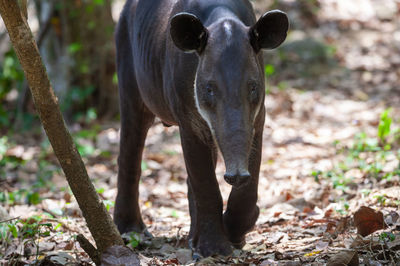 Portrait of horse in forest