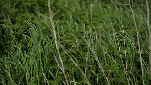 Full frame shot of crops growing on field