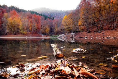 Scenic view of lake by trees during autumn