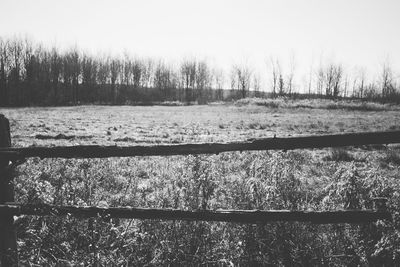 Bare trees in forest during winter