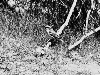 Bird perching on a field