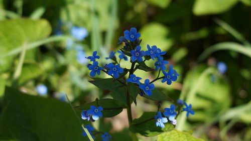 Close-up of purple flowering plants