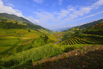 Scenic view of agricultural field against sky