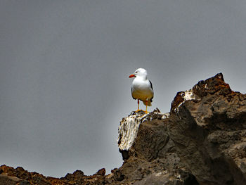 Low angle view of seagull posing on rock