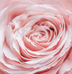 Full frame shot of rose