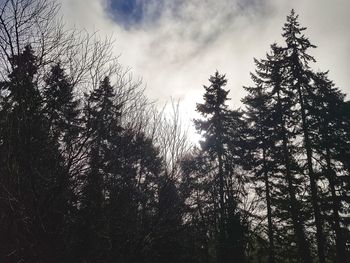 Low angle view of silhouette trees against sky