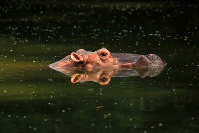 Close-up of hippopotamus swimming in lake