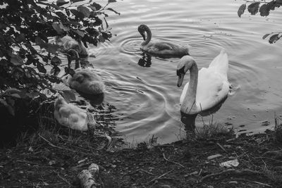 Swans swimming in lake