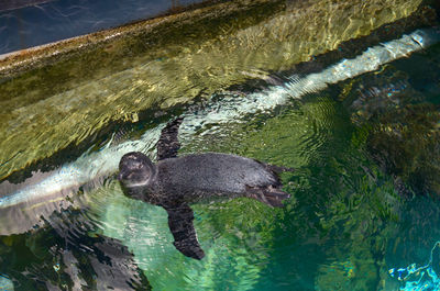 High angle view of turtle swimming in lake