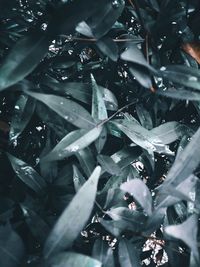 Full frame shot of wet plants