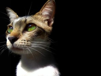 Close-up of cat