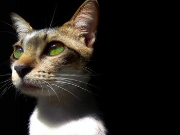 Close-up of cat looking away over black background