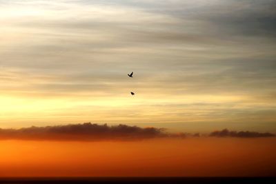 Silhouette bird flying against sky during sunset