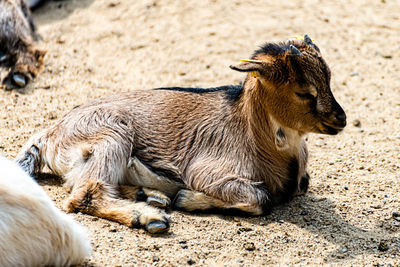 High angle view of a horse on field