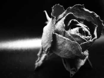 Close-up of wilted rose against black background