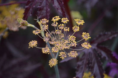 Close-up of purple flowering plant