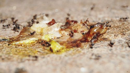 Close-up of ant on sand