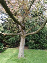 Tree growing in field