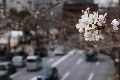 Close-up of white flower on tree in city