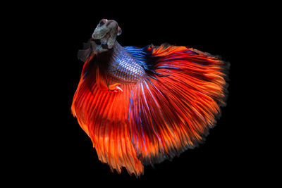 Close-up of siamese fighting fish swimming in tank against black background
