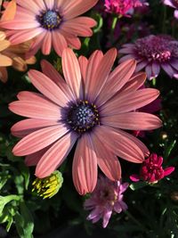 Close-up of pink flowers