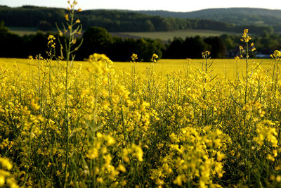 Scenic view of oilseed rape field