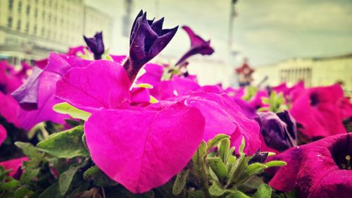 Close-up of pink flower blooming outdoors