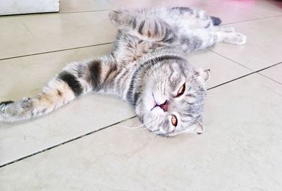 Portrait of cat resting on floor