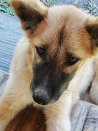 Close-up portrait of dog relaxing outdoors