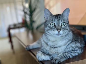 A tabby cat lounges on a mid century modern credenza