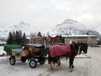 Horse cart in winter
