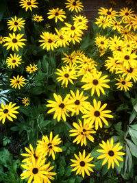 High angle view of yellow flowering plants in park